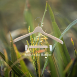 【お米のもみ殻を使用】もみ殻入りレディースハンガー